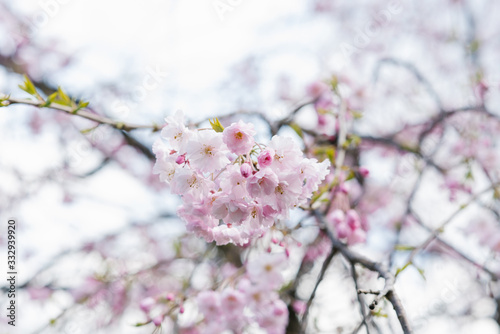 A flowering tree above a natural one. Spring flowers. Spring background. Selective focus © Sunshine