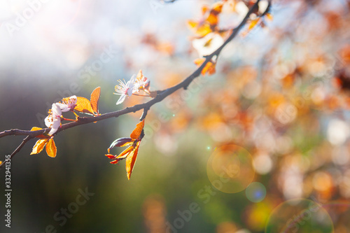 Flowering tree branch in spring.