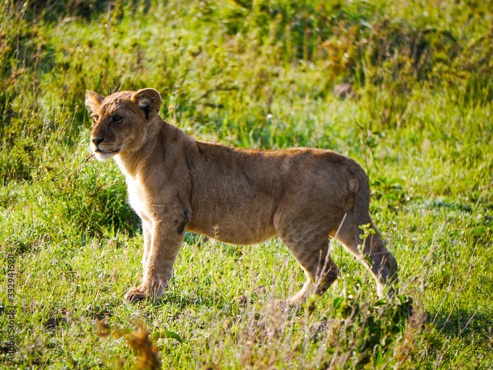 Young lioness (Panthera leo) standing up and watches as the pride starts to move in Serengeti Nationalpark