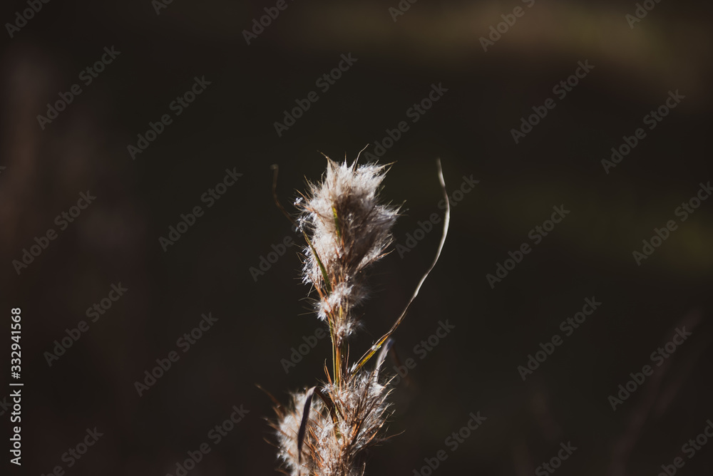 Obraz premium thistle in the fall