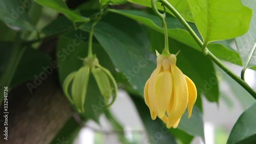 Ylang ylang flower (Cananga odorata)