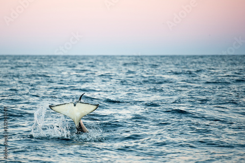 orca killer whale tail splash