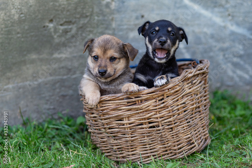 puppies in a wicker basket on the grass