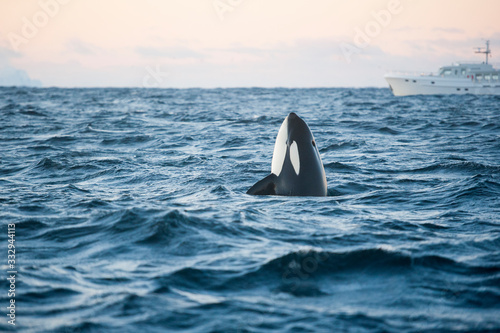 orca killer whale spy hop in the arctic photo