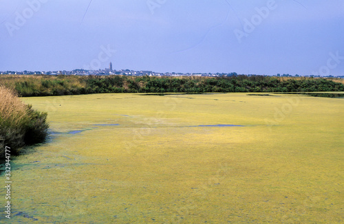 Limu, ruppie, ruppia maritima, Batz sur Mer, Marais salants de Guerande, 44, Loire Atlantique photo