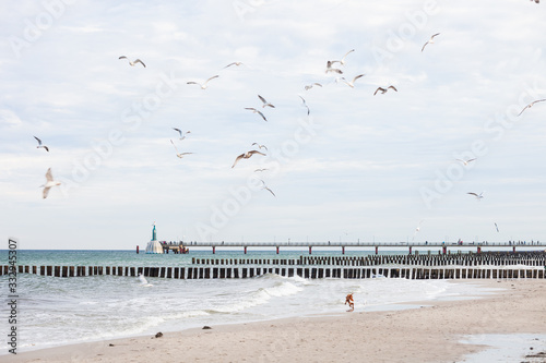 Dogs chasing seagulls on the beach