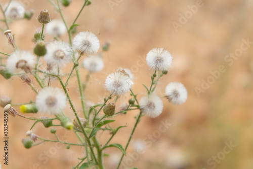 Sensitive focus Little ironweed flowers or white flowers with blur background. Soft focus beautiful real flowers from the nature. © Muanpare