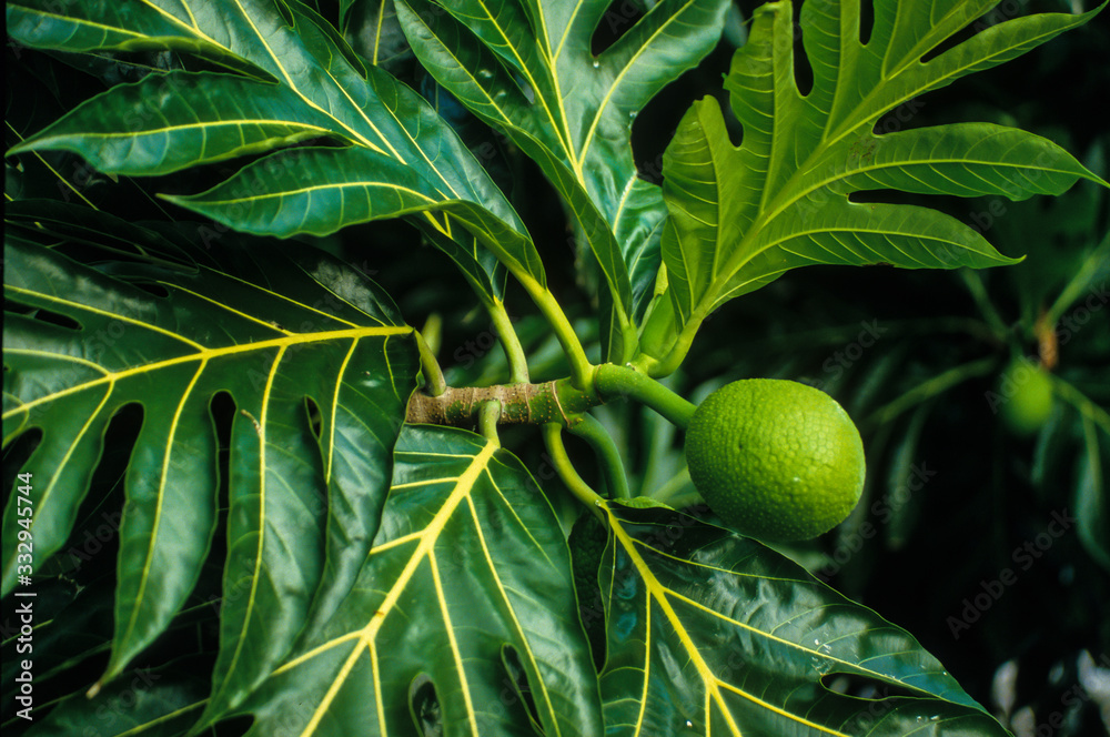 Arbre à pain, Artocarpus altilis Stock Photo | Adobe Stock