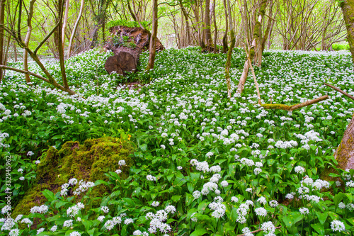 Field of wild garlic in the forest