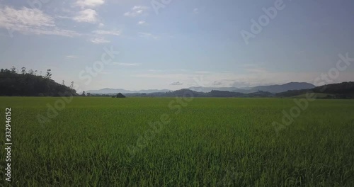 fly by the rice crop near a wooden barn photo