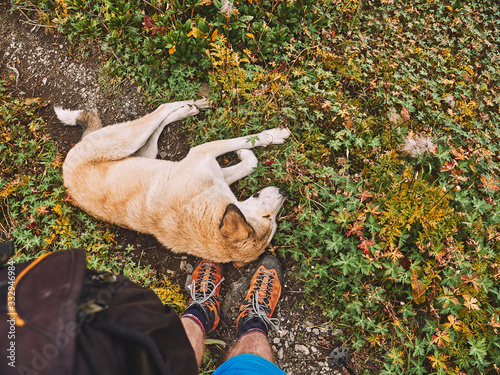 Friendly Georgian dog lying on the tourist path