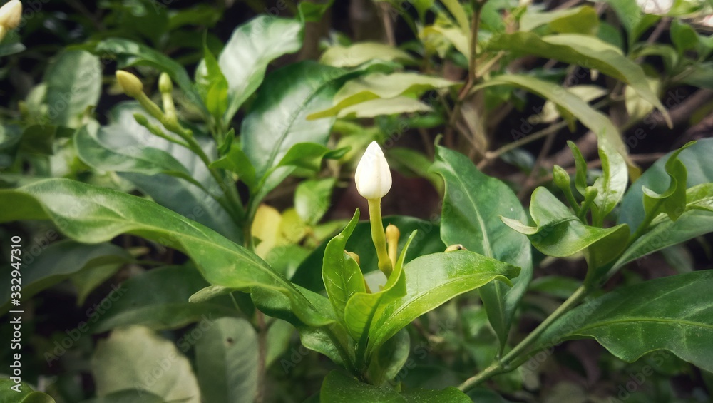 green plants with a growing little bud in the garden green plants with a growing little bud in the garden