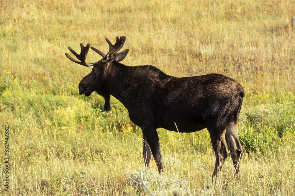 Elan, Orignal, Alces alces, Parc national du Yellowstone, U.S.A Elan, Orignal, Alces alces, Parc national du Yellowstone, U.S.A