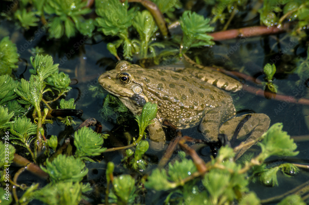 Fototapeta premium Grenouille verte, Pelophylax kl. esculentus, rana esculenta