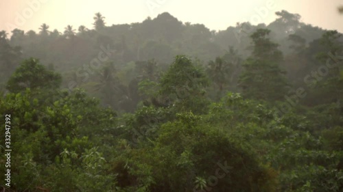 Life jungle, palm trees, natural phenomenon, tropics, tropical rain, animal life photo