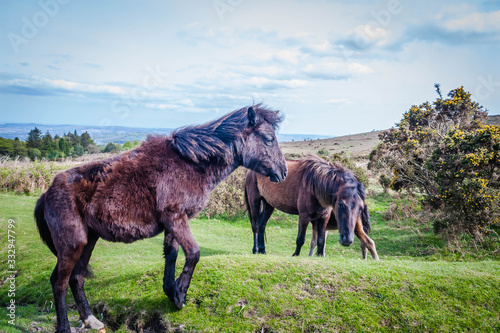 Dartmoor ponies in the wild, Devon © hardyuno
