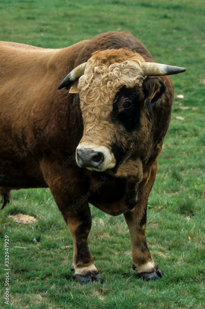 Taureau, race Aubrac Taureau, race Aubrac