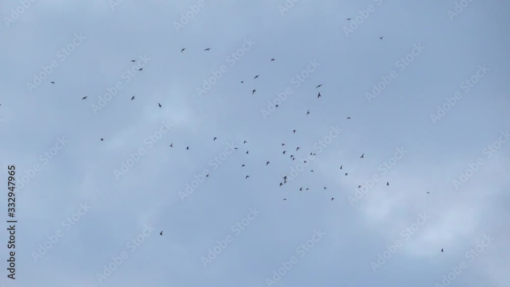 Slow speed motion camera pan scene on swarm of swifts flying scattered on grey cloudy sky in evening, chaotic pattern of bird flock, immigration animal in nature environment Slow speed motion camera pan scene on swarm of swifts flying scattered on grey cloudy sky in evening, chaotic pattern of bird flock, immigration animal in nature environment