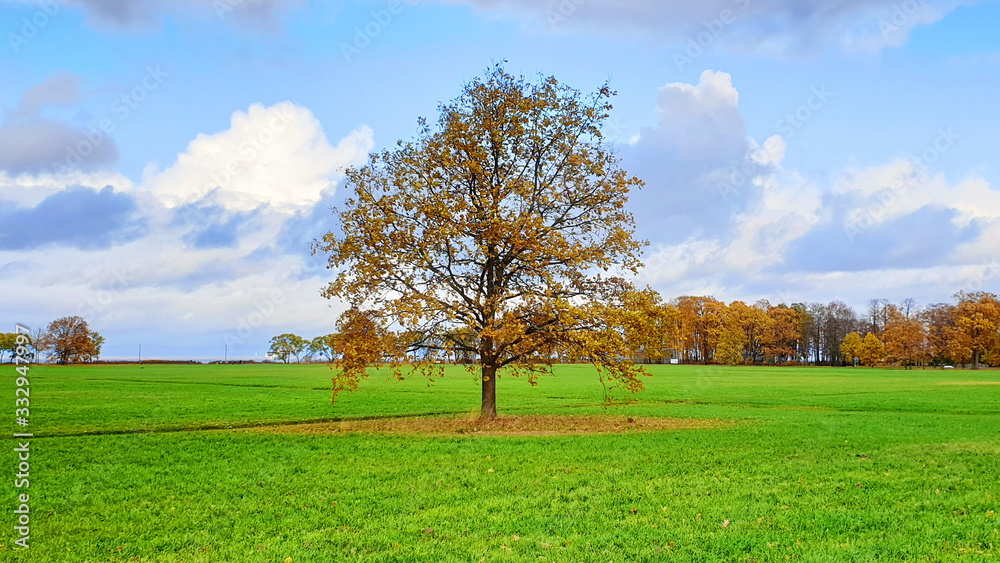 Russian golden autumn. Country landscape parks of St. Petersburg. 2019.