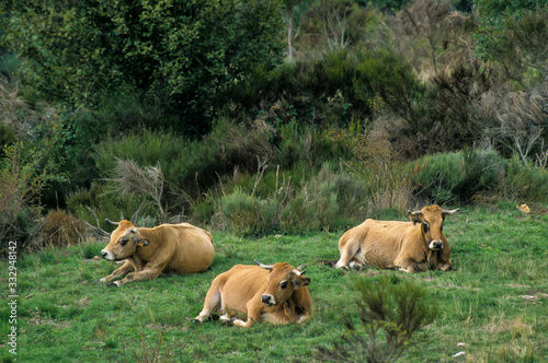 Vache, race Aubrac