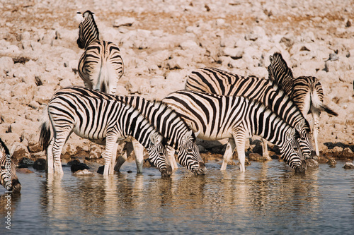 Africa national park with zebras drinking from waterhole