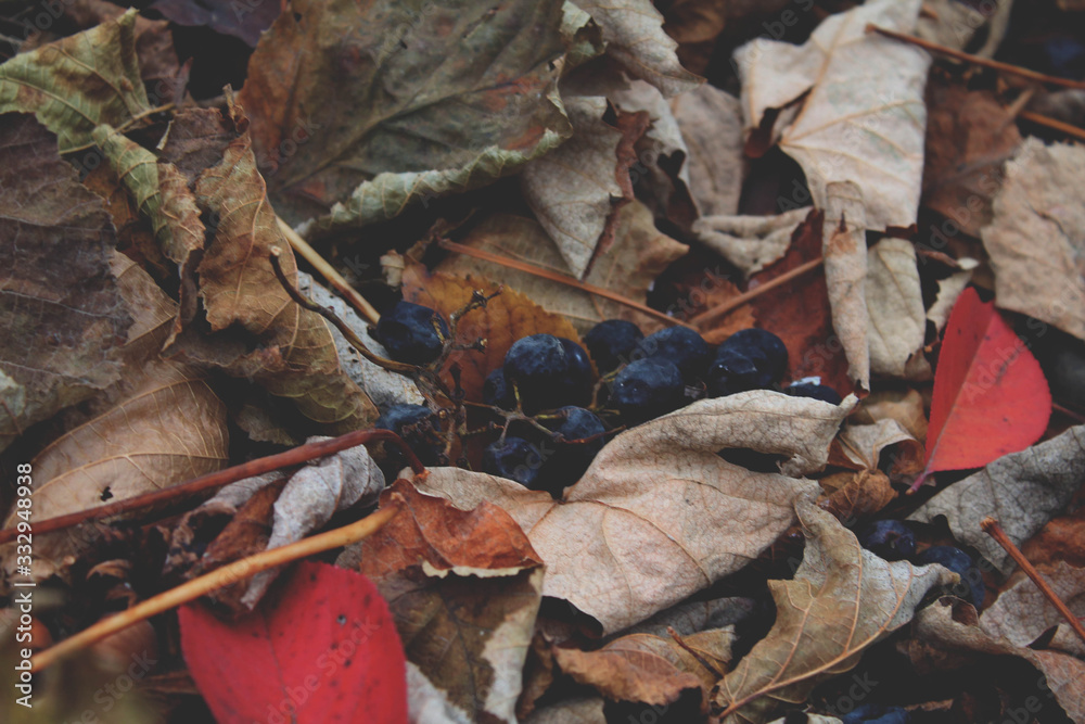grape and autumn leaves on the ground