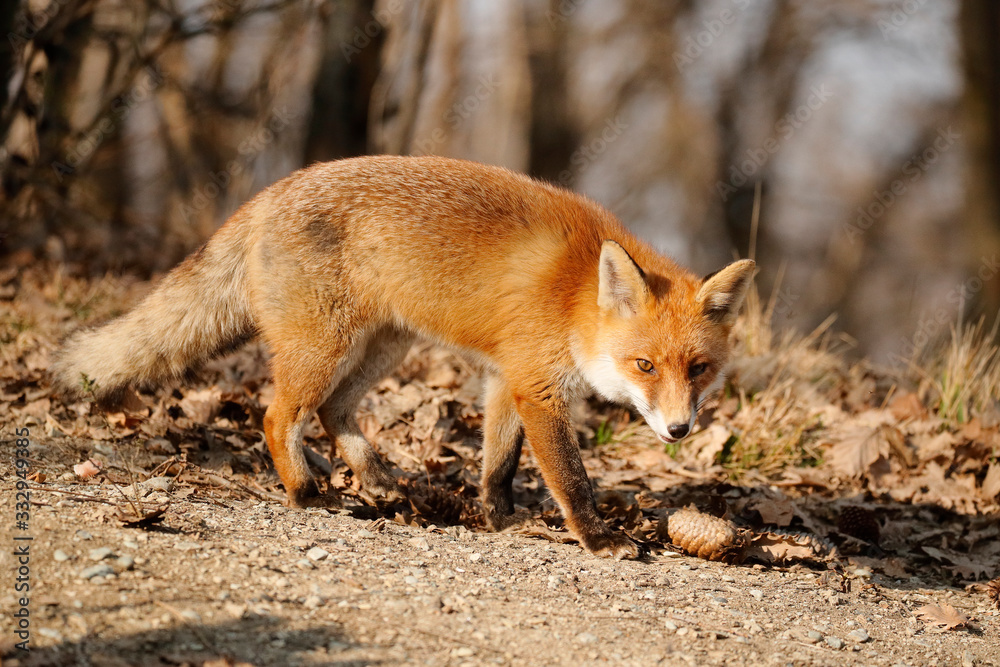 Obraz premium Volpe rossa nel bosco