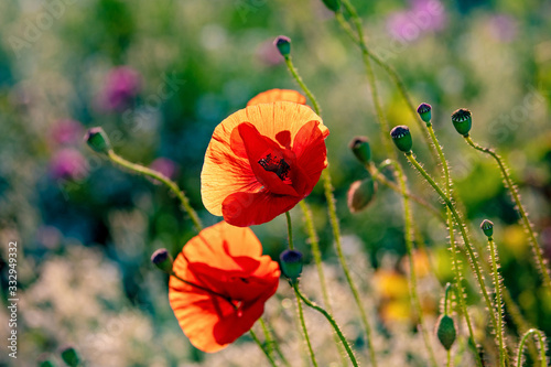 Schöne Mohnblüten auf Sommerwiese mit Bokeh auf der Ostseeinsel Fehmarn