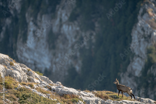 chamois in mountains
