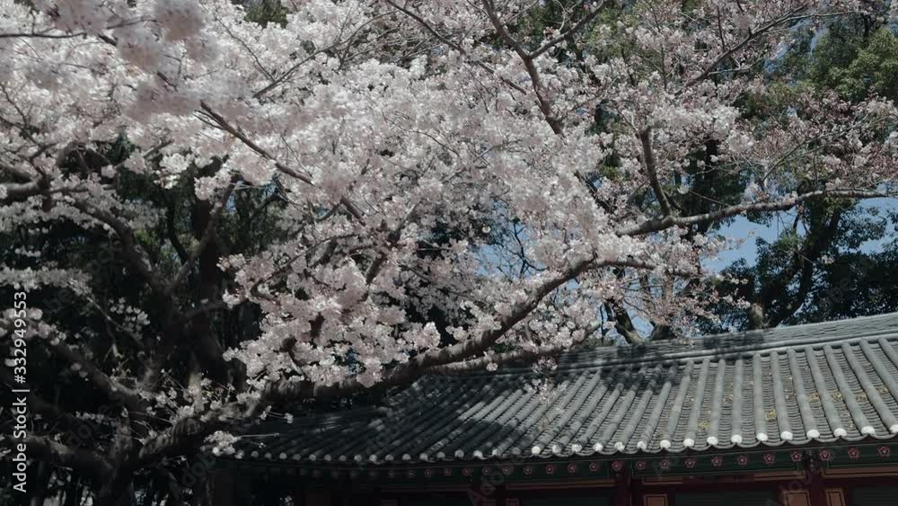 Cherry blossoms bloomed beautifully in old palaces on a sunny spring day on Jeju Island in Korea Cherry blossoms bloomed beautifully in old palaces on a sunny spring day on Jeju Island in Korea