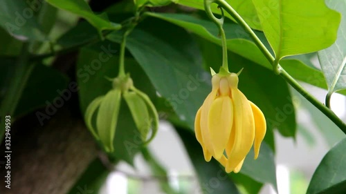 Ylang ylang flower (Cananga odorata)