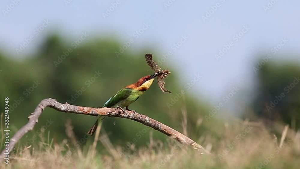 A beautiful bird Chestnut headed Bee eater on a branch.(Merops leschenaulti) A beautiful bird Chestnut headed Bee eater on a branch.(Merops leschenaulti)