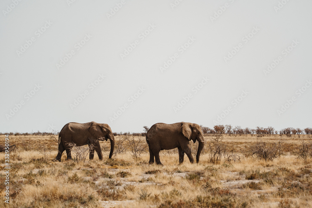 elephant couple walking in in the African desert