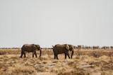 elephant couple walking in in the African desert