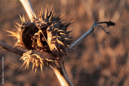 Almost opened dry spiky seed pod of Jimsonweed plant, latin name Datura Stramonium, known as hallucinogen and deliriant. Late afternoon sunshine.  photo