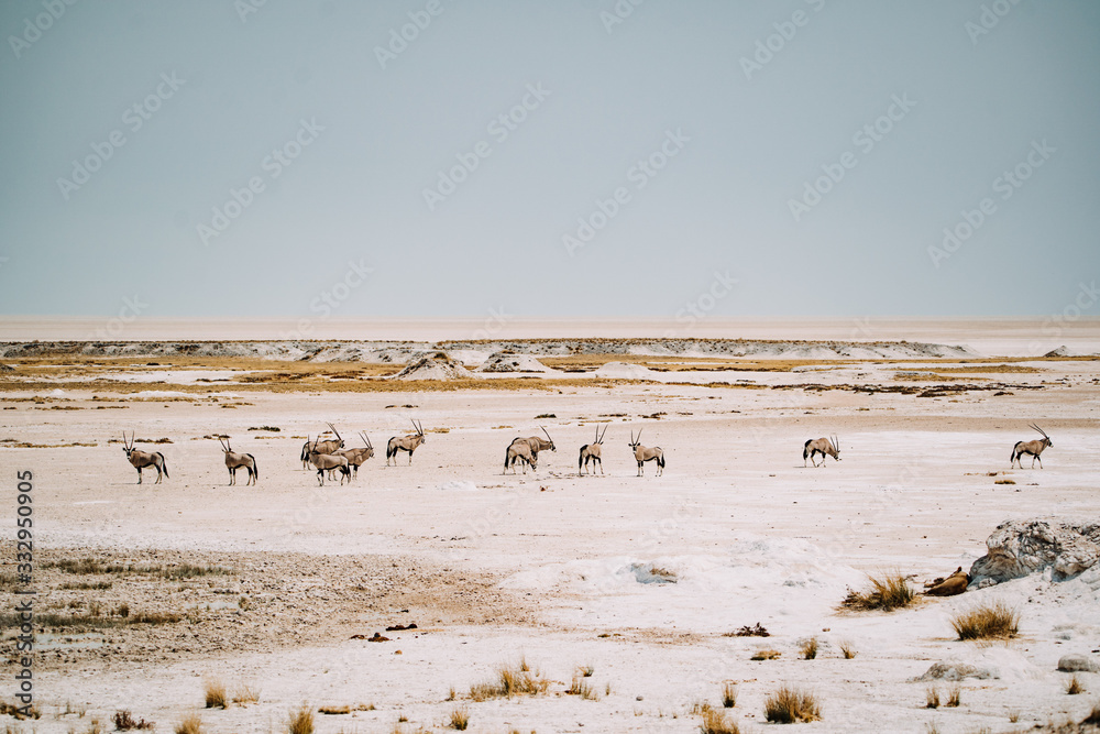 herd of oryxes standing in dried out desert salt pan herd of oryxes standing in dried out desert salt pan