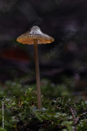 Mushroom, photo Czech Republic, Europe