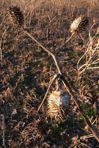 Dried mature plant of common hallucinogen Jimsonweed, latin name Datura stramonium, with field of other Jimsonweed plants in background, afternoon sunshine.  photo