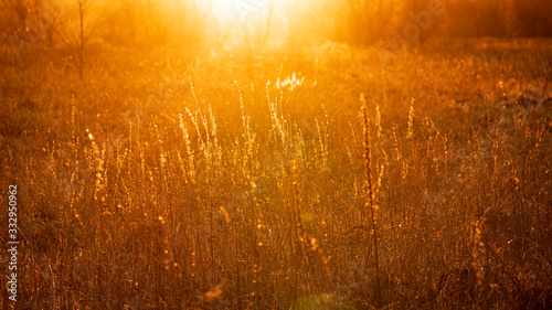 Abstract pattern of orange field at sunset