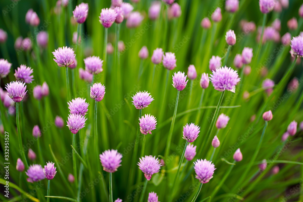 Fototapeta premium purple flowers in the garden