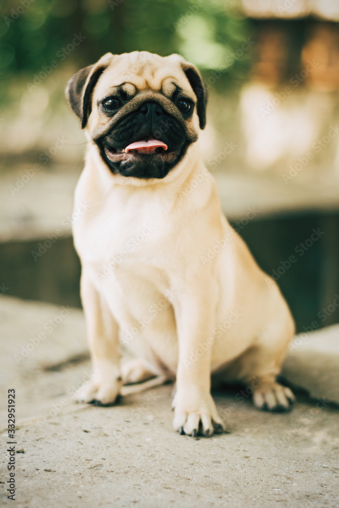 Portrait of newborn puppy pug. Cute little dog. Young pug outdoors. /pug in the park.