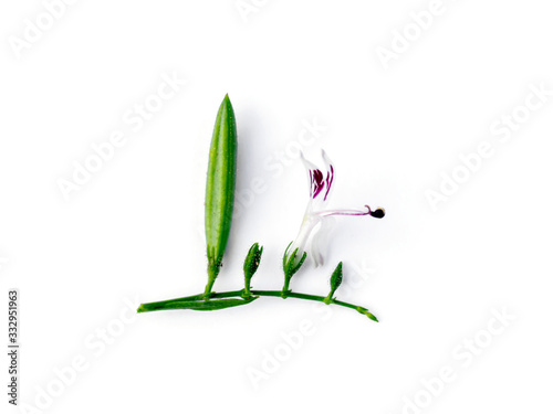 Close up Andrographis paniculata flower. photo