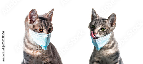 two isolated gray cats in blue medical masks against the virus from the coronavirus covid-19 look at each other and one shows the tongue to the other. the cat licks. virus covid-19. panic