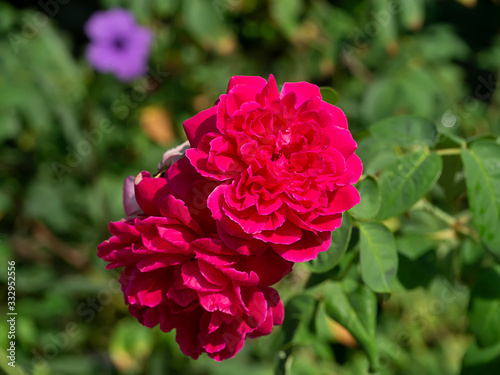 Pink of Damask Rose flower