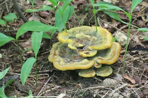 Phaeolus schweinitzii, commonly known as velvet-top fungus, dyer's polypore, or dyer's mazegill