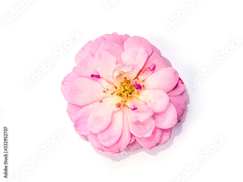 Close up mini fairy rose flower