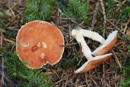 Cystodermella cinnabarina, known as cinnabar powdercap, wild mushroom from Finland photo