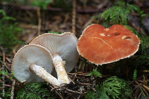 Cystodermella cinnabarina, known as cinnabar powdercap, wild mushroom from Finland