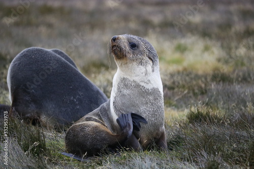 Fur Seal in South Georgia © EtherImp
