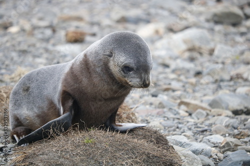 Fur Seal in South Georgia